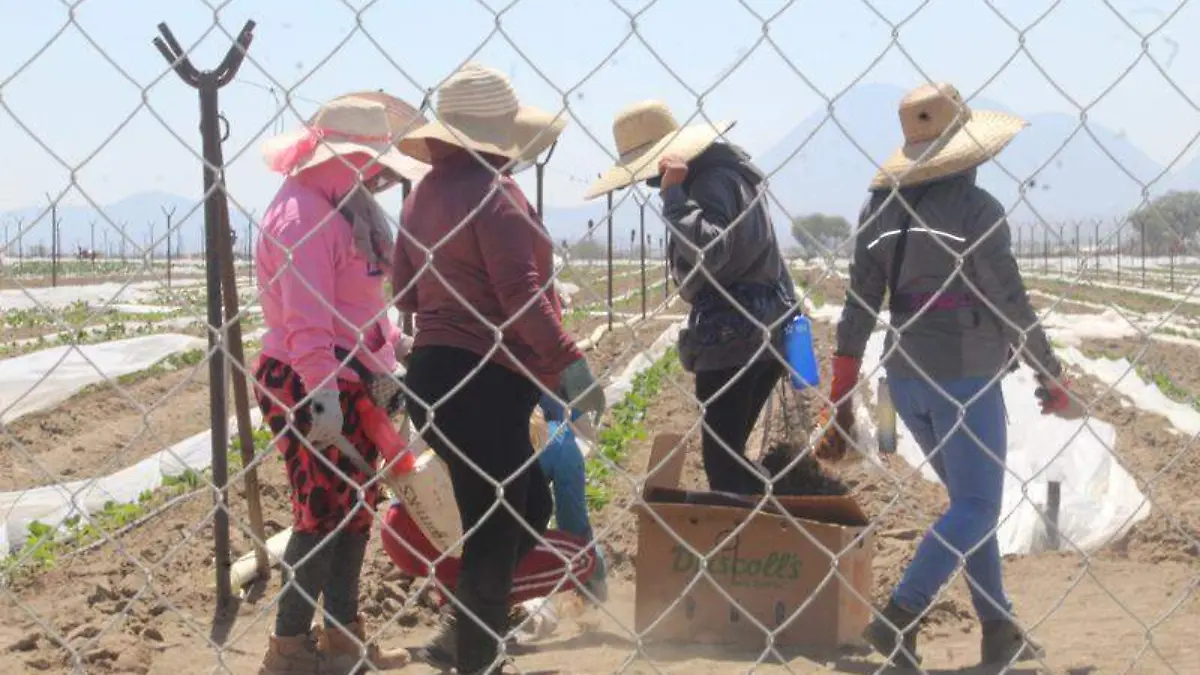 Mujeres agroindustria (7)